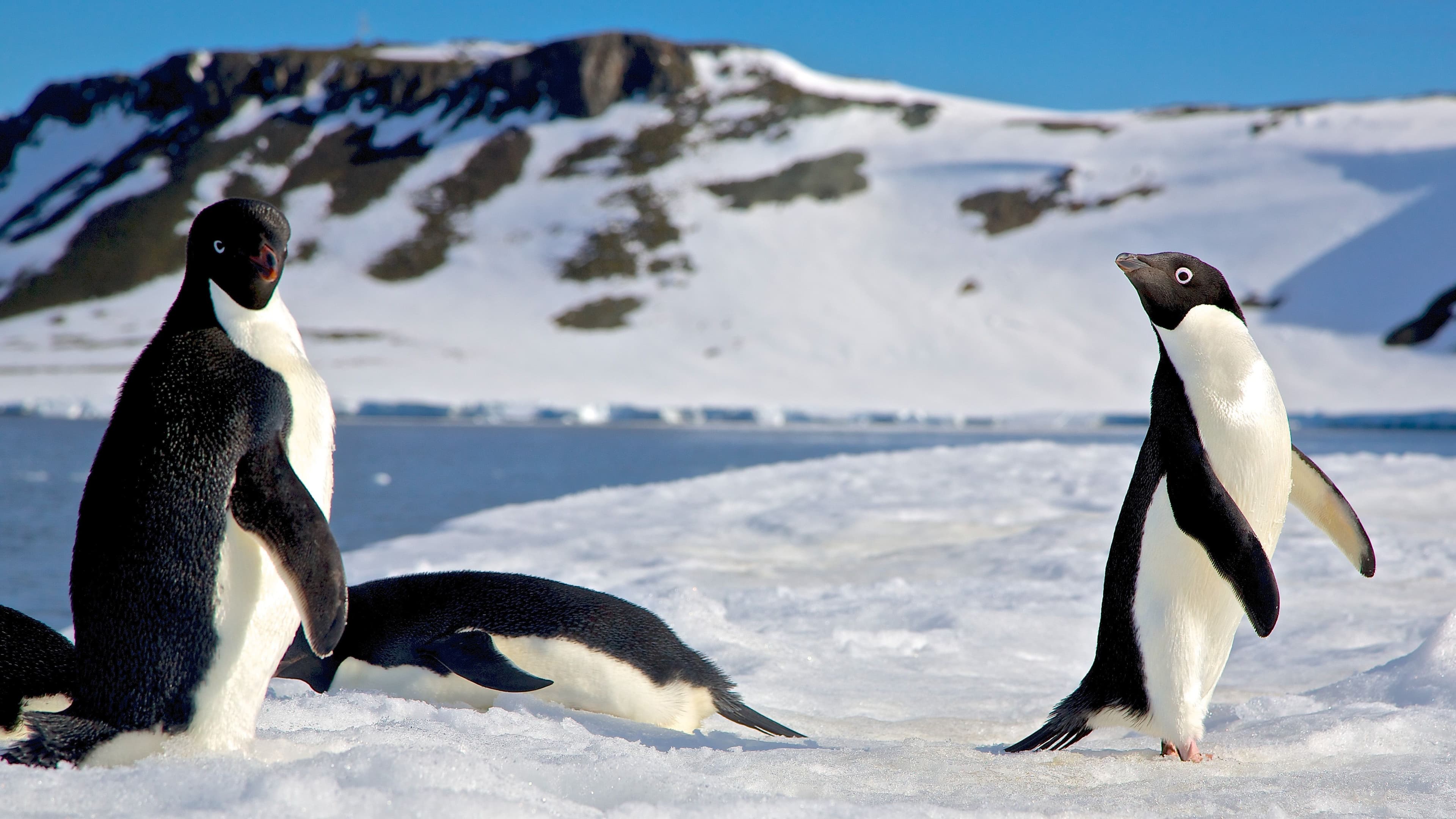 Penguin colony in Antarctica