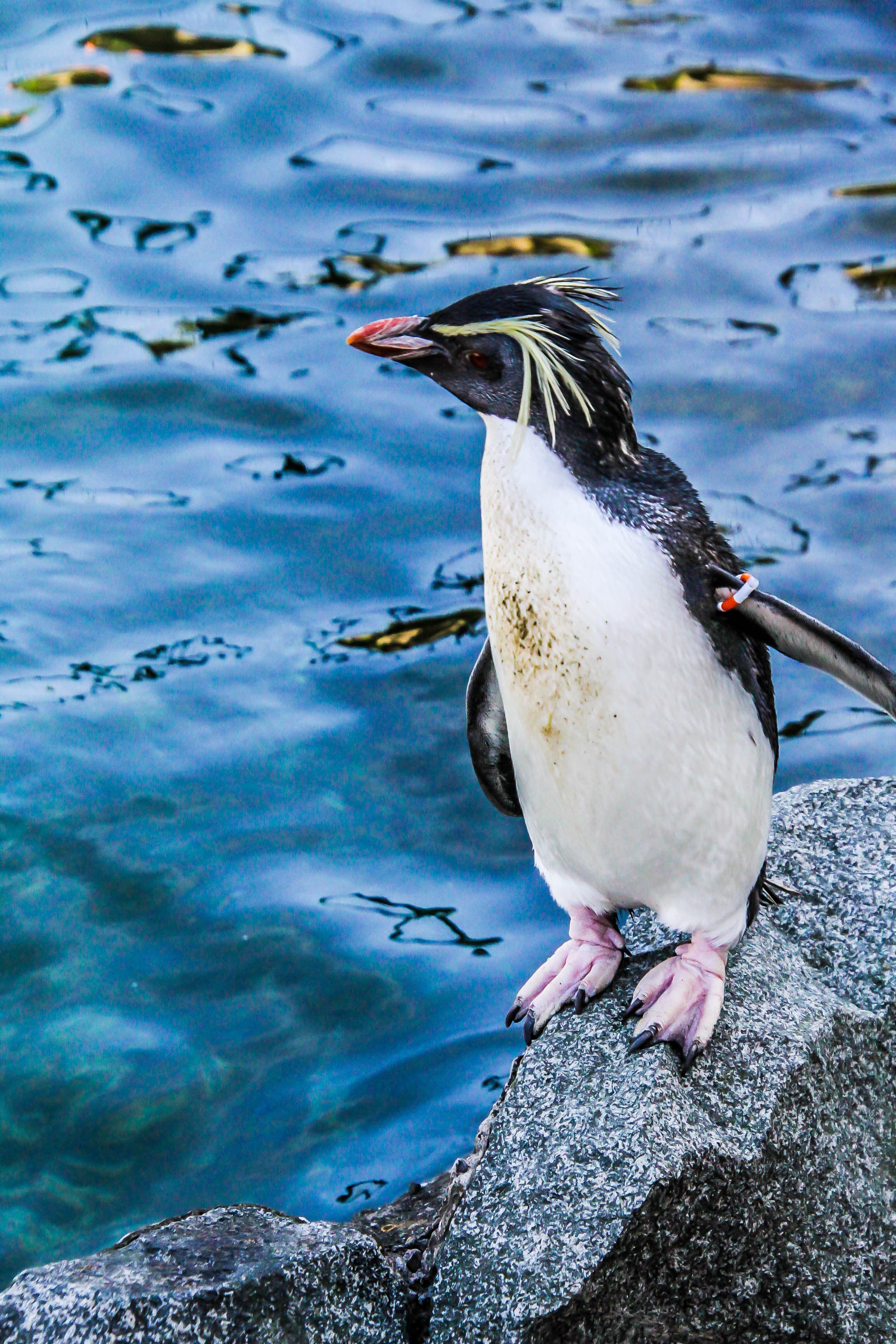 Antarctic wildlife 2