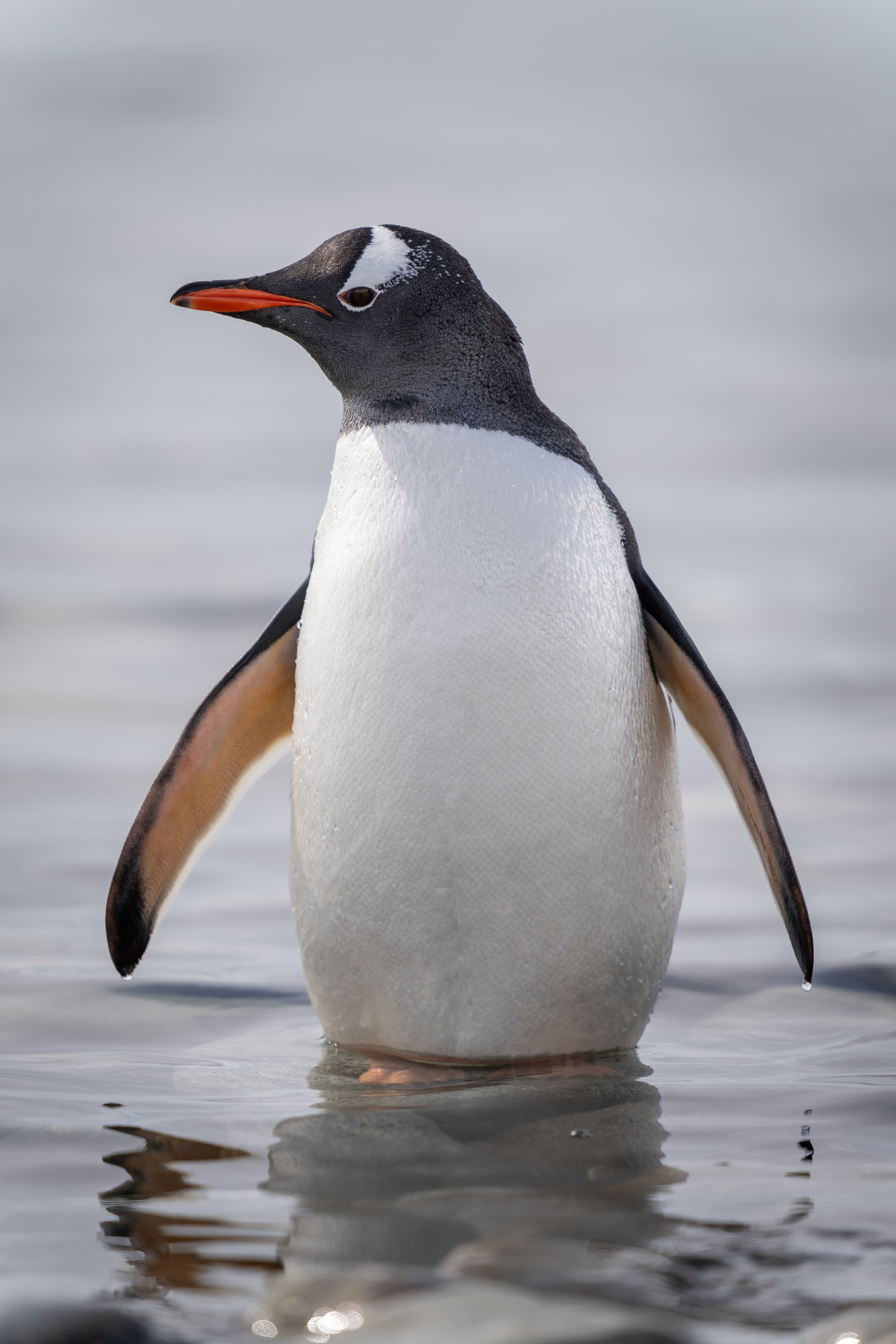 Gentoo penguin